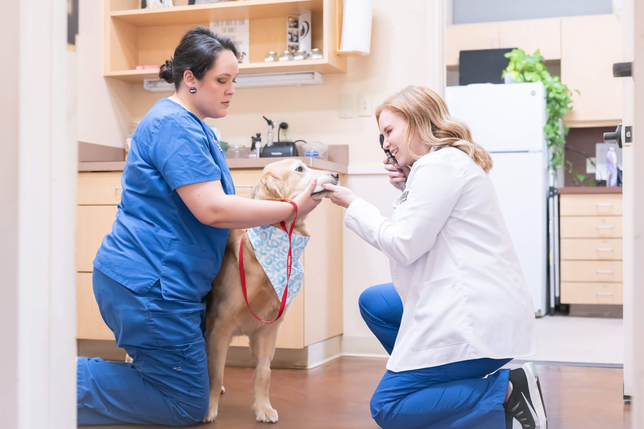 Vet doing an exam of a dog on the floor in vet office
